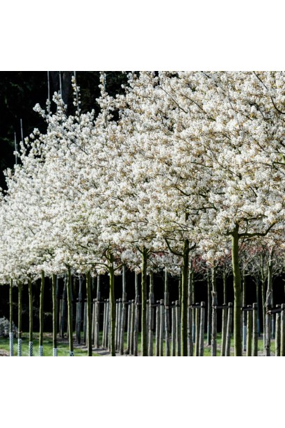 Ірга деревовидна Робін Хілл весною